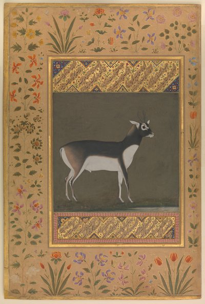 Black Buck, Folio from the Shah Jahan Album, c.1615-20 by   Manohar